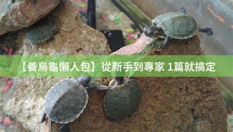 養烏龜的人|【養烏龜懶人包】烏龜飼養攻略大公開，新手趕快學起。